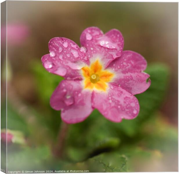 Tearful primrose  Canvas Print by Simon Johnson