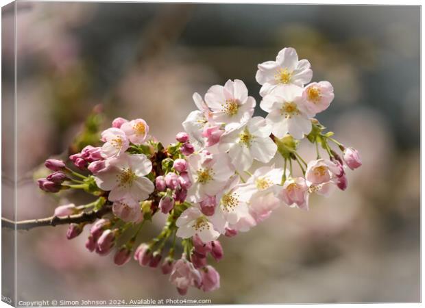 spring blossom Canvas Print by Simon Johnson