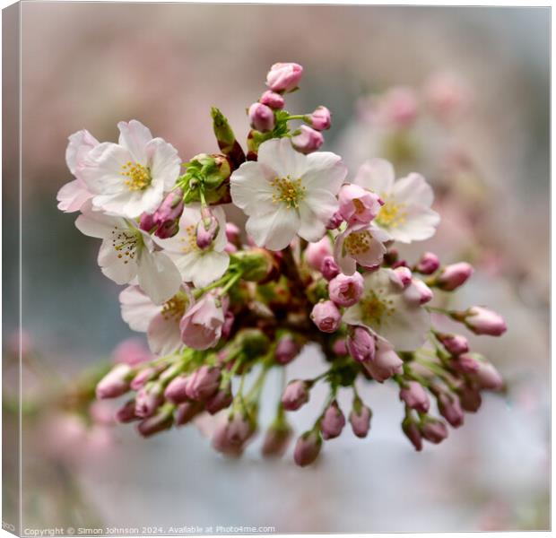 Cherry Blossom   Canvas Print by Simon Johnson
