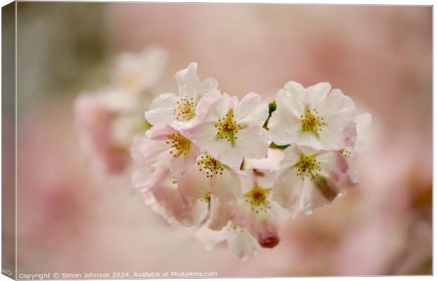 Spring Blossom Canvas Print by Simon Johnson