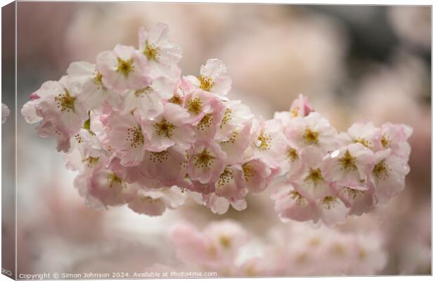 Cherry Blossom Canvas Print by Simon Johnson