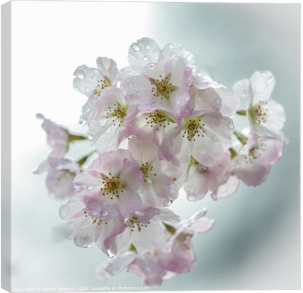 Spring Cherry Blossom Canvas Print by Simon Johnson