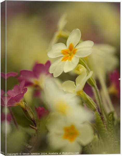 Primrose  flowers Canvas Print by Simon Johnson