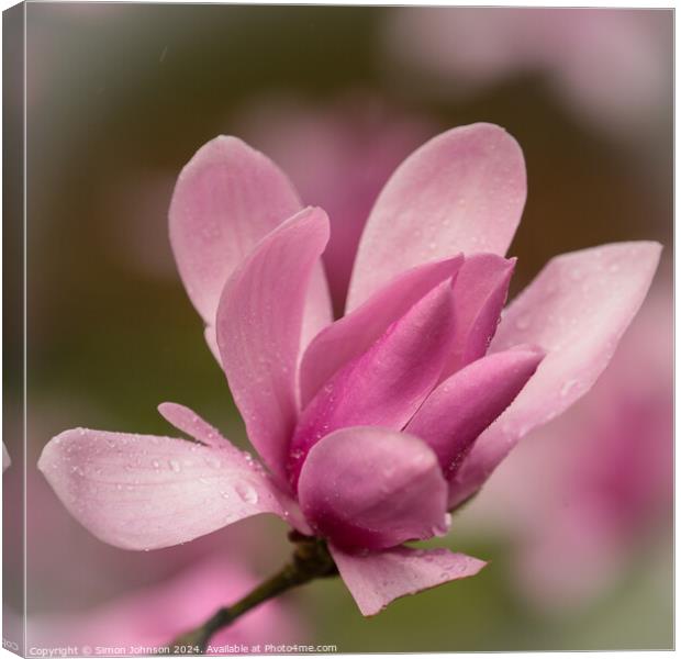 Pink magnolia  flower Canvas Print by Simon Johnson