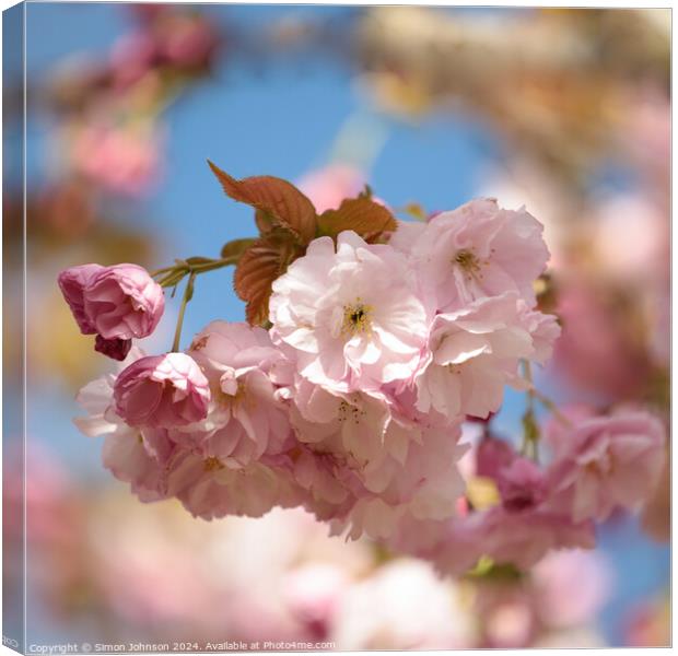 A close up of  Cherry Blossom  Canvas Print by Simon Johnson