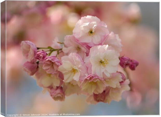 Cherry Blossom  Canvas Print by Simon Johnson