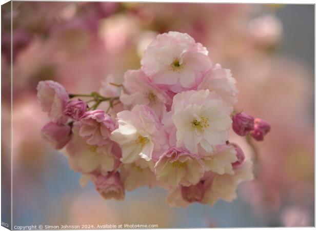 Cherry Blossom  Canvas Print by Simon Johnson