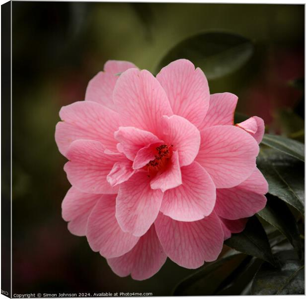 Plant flower Canvas Print by Simon Johnson