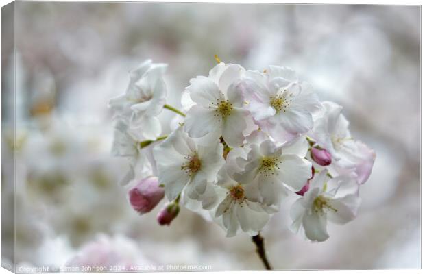 Spring Blossom Canvas Print by Simon Johnson