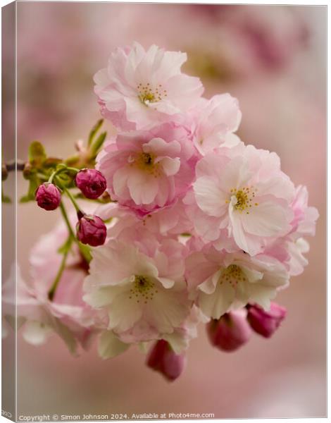 Cherry Blossom  Canvas Print by Simon Johnson