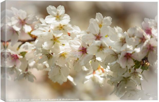 sunlit spring blossom Canvas Print by Simon Johnson