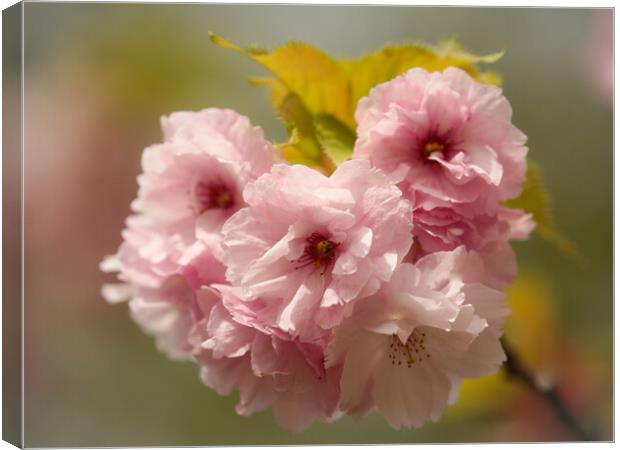 Cherry Blossom Canvas Print by Simon Johnson