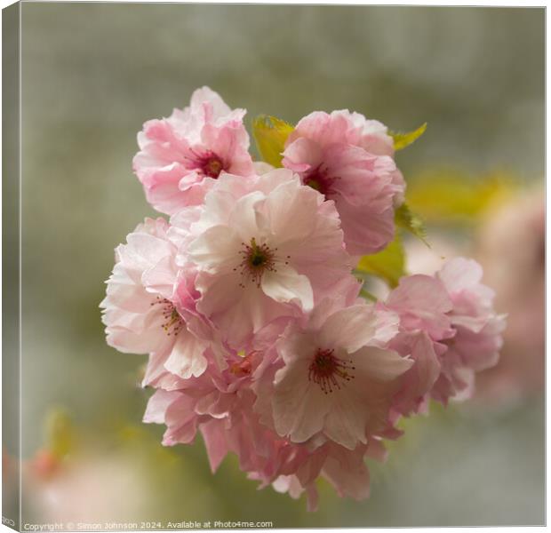 Cherry Blossom Canvas Print by Simon Johnson