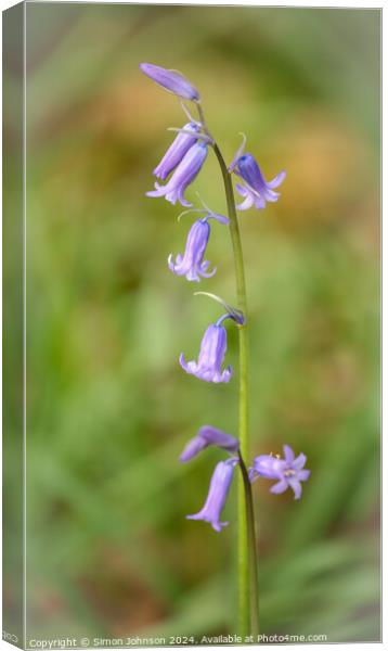 Bluebell flower Canvas Print by Simon Johnson