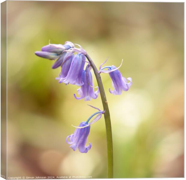 bluebell close up Canvas Print by Simon Johnson