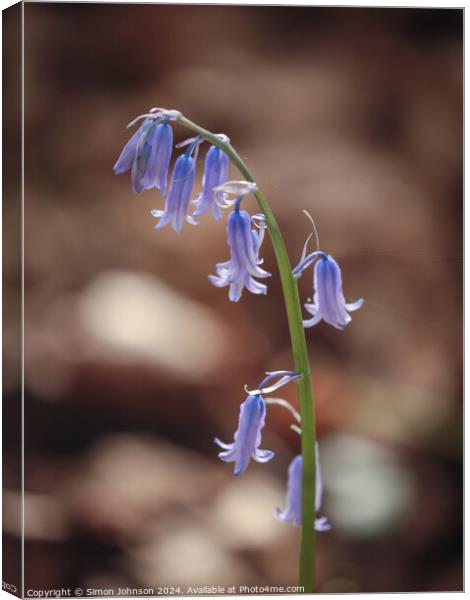 sunlit bluebell Canvas Print by Simon Johnson