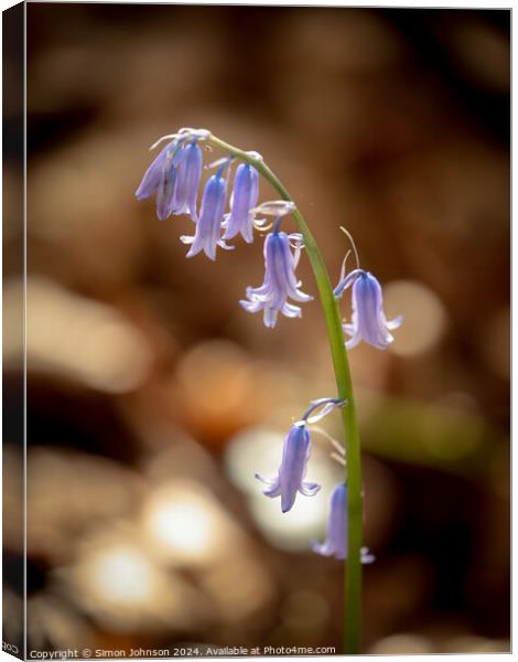 sunlit bluebell Canvas Print by Simon Johnson