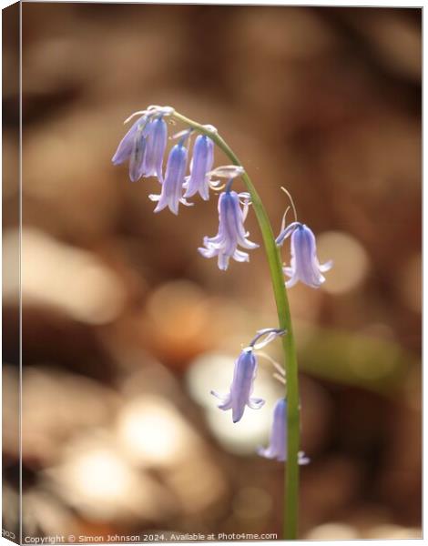 sunlit bluebell Canvas Print by Simon Johnson