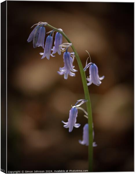 bluebell flower Canvas Print by Simon Johnson