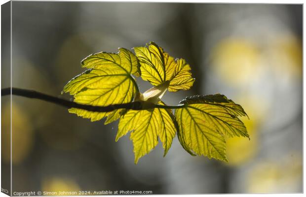 sunlit spring leaves Canvas Print by Simon Johnson