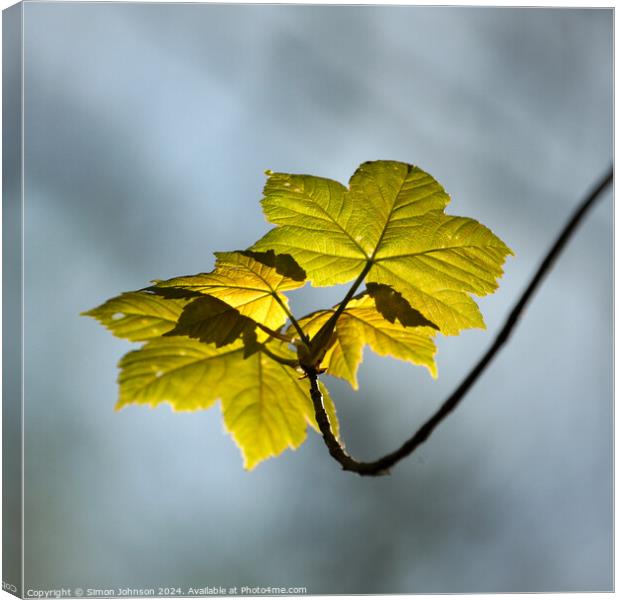 sunlit leaves Canvas Print by Simon Johnson