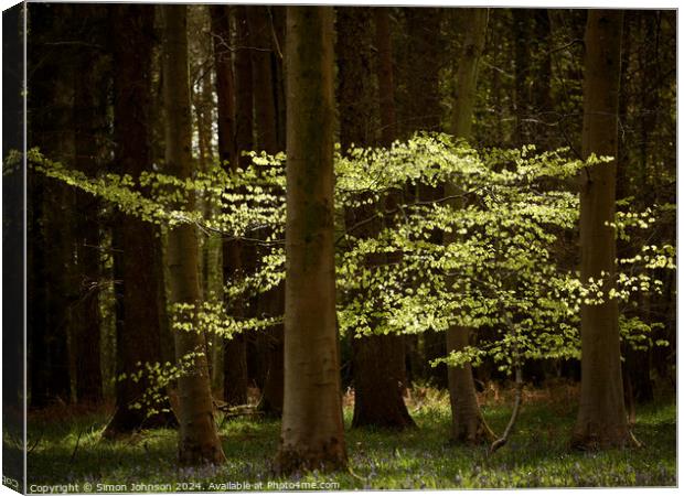 sunlit leaves Canvas Print by Simon Johnson