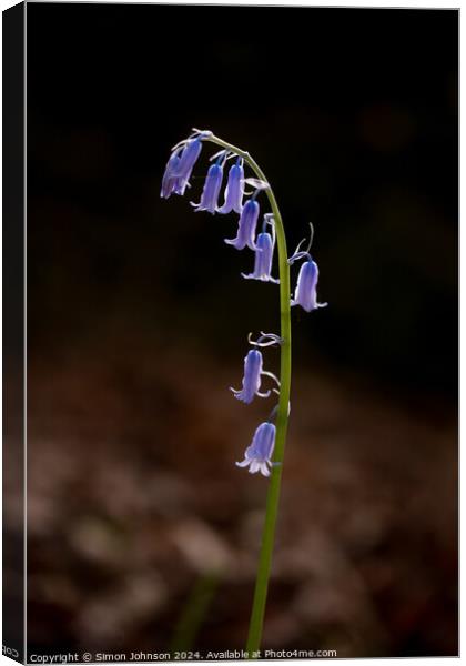 Bluebell  flower  Canvas Print by Simon Johnson