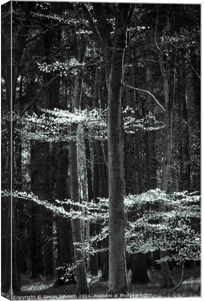 Sunlit woodland  Canvas Print by Simon Johnson