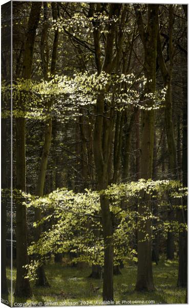 Sunlit Beech leaves  Canvas Print by Simon Johnson