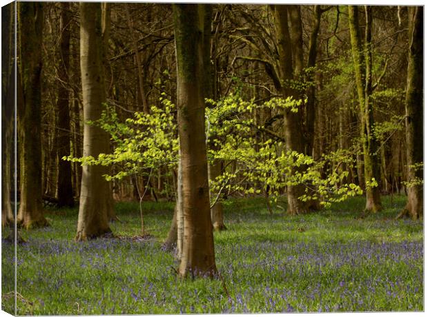 sunlit spring woodland Canvas Print by Simon Johnson