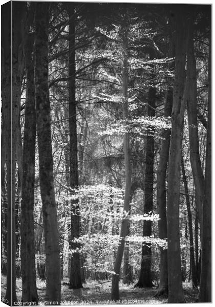 Sunlit tree monochrome  Canvas Print by Simon Johnson