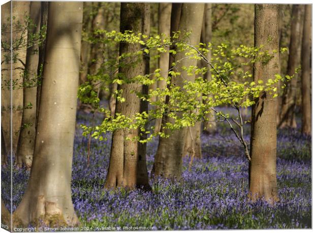 Sunlit tree and bluebells  Canvas Print by Simon Johnson
