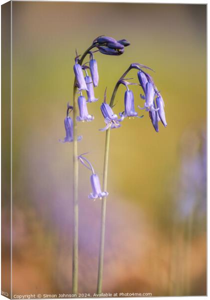 Two Bluebell flowers Canvas Print by Simon Johnson