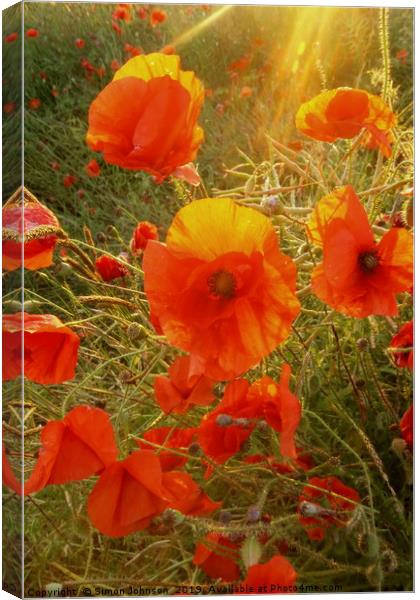 Sunlit poppy Canvas Print by Simon Johnson