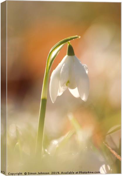 sunlit snowdrop Canvas Print by Simon Johnson