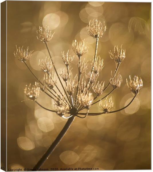 Frosted grass Canvas Print by Simon Johnson