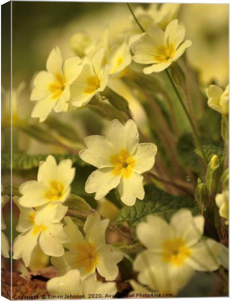 Spring Primroses Canvas Print by Simon Johnson