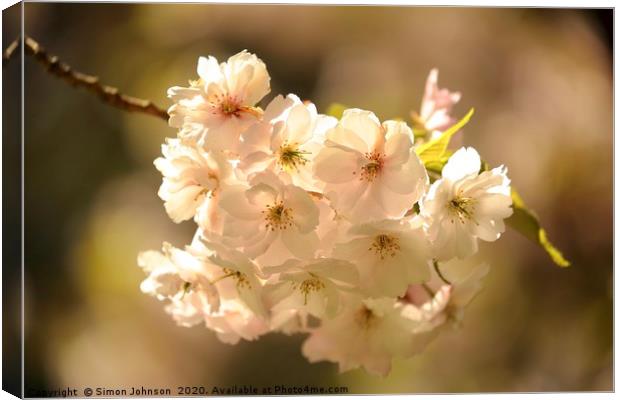 SXunlit spring blossom Canvas Print by Simon Johnson