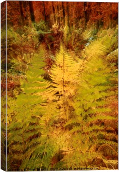 Autumn Woodland  Canvas Print by Simon Johnson