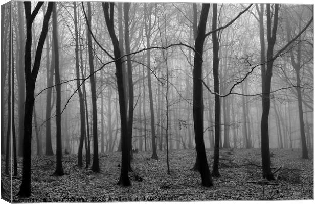 Misty Woodland Canvas Print by Simon Johnson