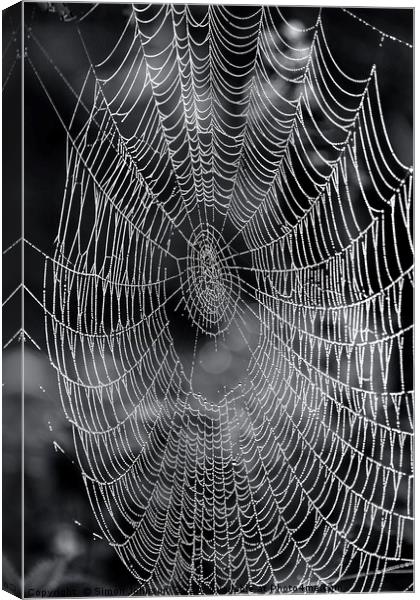 cobweb close up.  Canvas Print by Simon Johnson