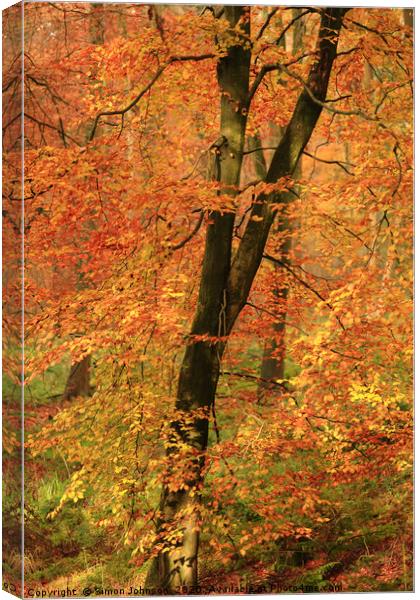 Autumn Woodland Canvas Print by Simon Johnson