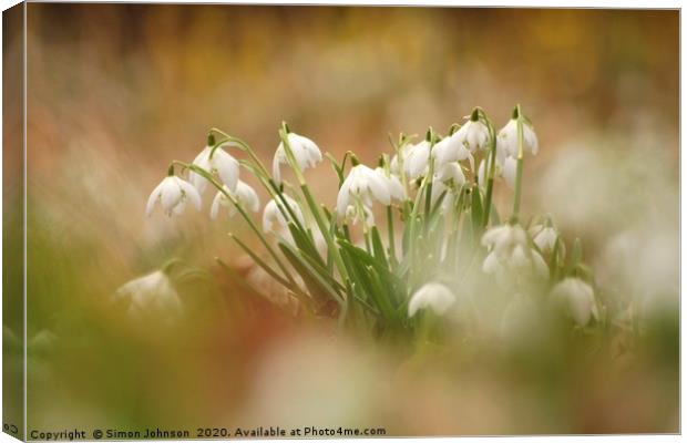 Snowdrops Canvas Print by Simon Johnson