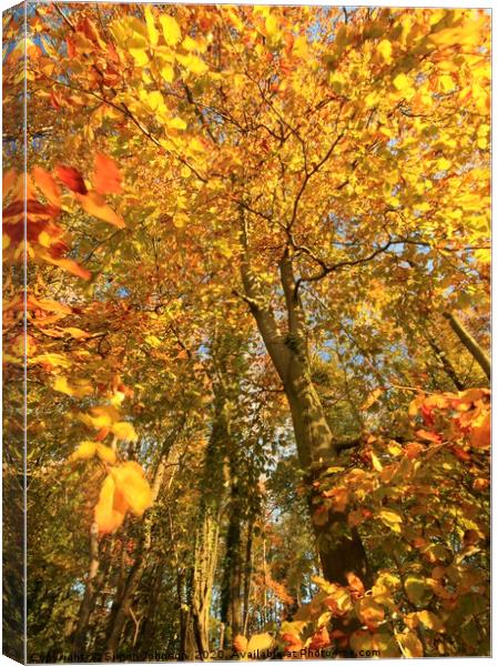 Autumn tree Canvas Print by Simon Johnson