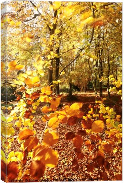 Autumn Beech wood Canvas Print by Simon Johnson