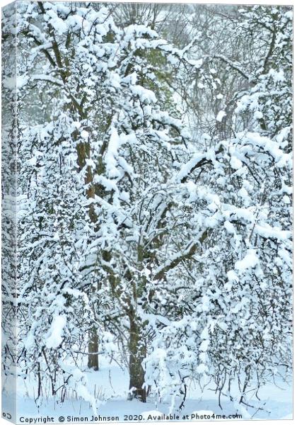 Snow clad tree Canvas Print by Simon Johnson