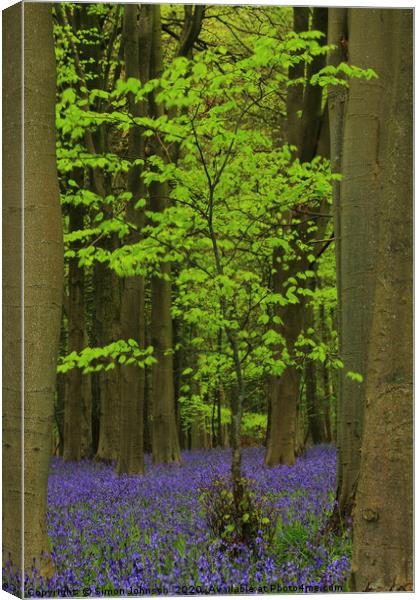  Green Tree and Bluebell Wood Canvas Print by Simon Johnson