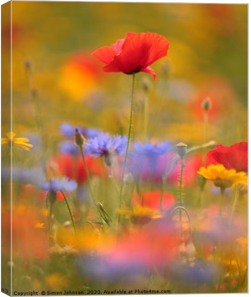 sunlit poppy and meadow flowers Canvas Print by Simon Johnson