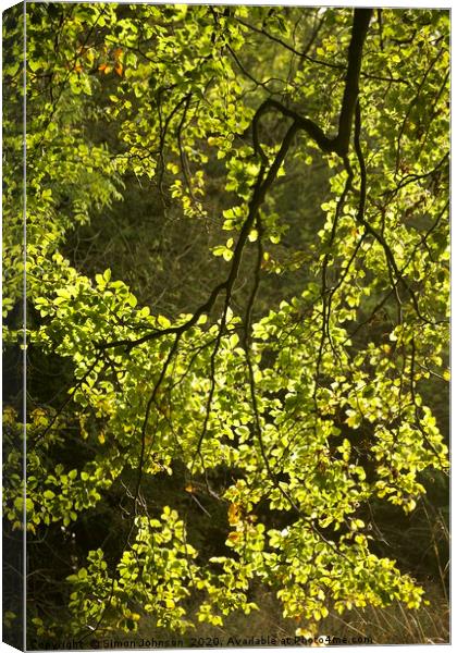 Sunlit, spring leaves Canvas Print by Simon Johnson