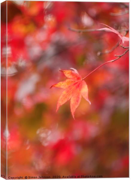autumn Mapple leaf Canvas Print by Simon Johnson
